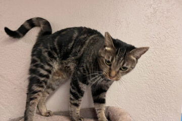 SIERRA PACIFIC ELECTRICAL CONTRACTING